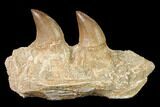 Mosasaur (Halisaurus) Jaw Section with Two Teeth - Morocco #164056-1